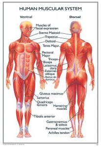 Human Body