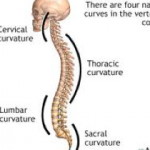 Thoracic